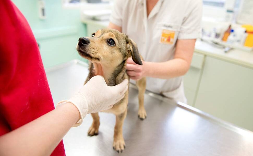 Atención veterinaria gratuita en los barrios: el Gobierno porteño despliega postas móviles durante octubre.